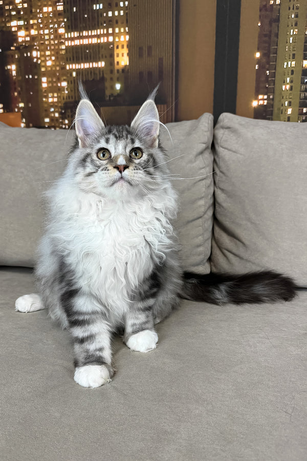 Ian | Maine Coon Kitten