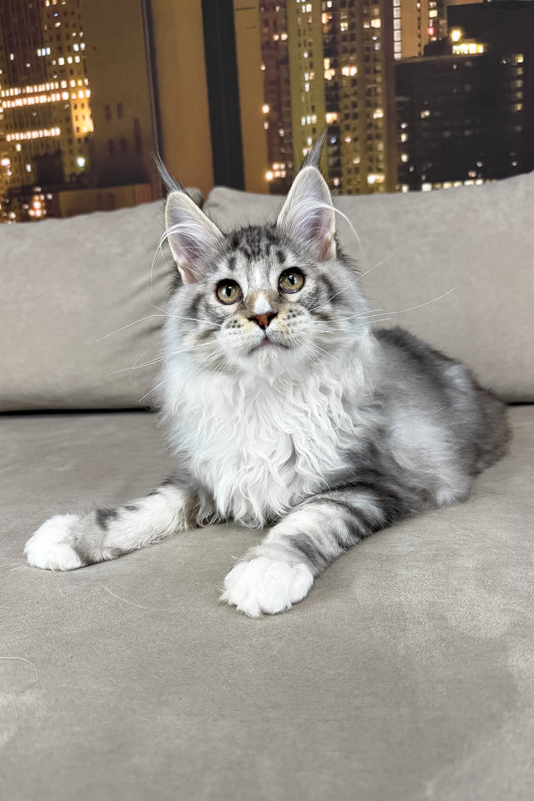 Ian | Maine Coon Kitten