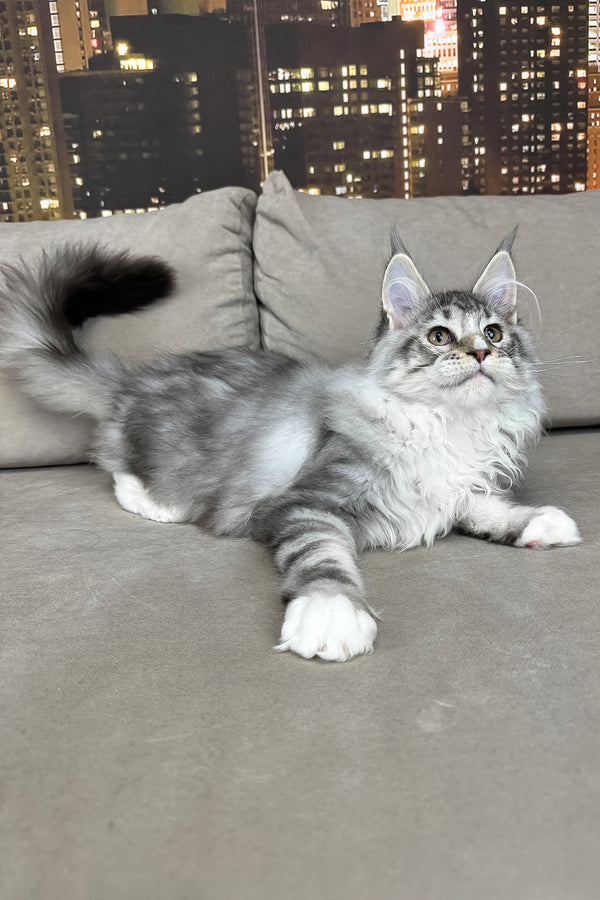 Ian | Maine Coon Kitten