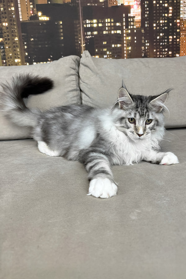 Ian | Maine Coon Kitten