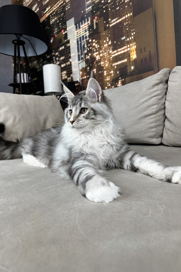 Ian | Maine Coon Kitten