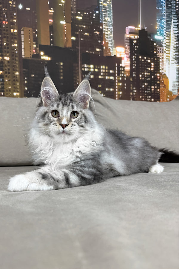 Ian | Maine Coon Kitten