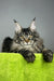 Icarus | Maine Coon Kitten