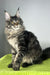 Icarus | Maine Coon Kitten