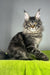 Icarus | Maine Coon Kitten