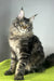 Icarus | Maine Coon Kitten