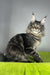 Icarus | Maine Coon Kitten