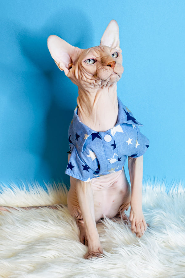 Ice Cream | Canadian Sphynx Kitten