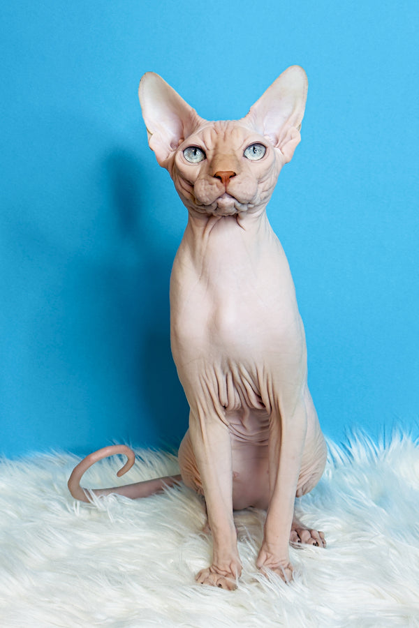 Ice Cream | Canadian Sphynx Kitten