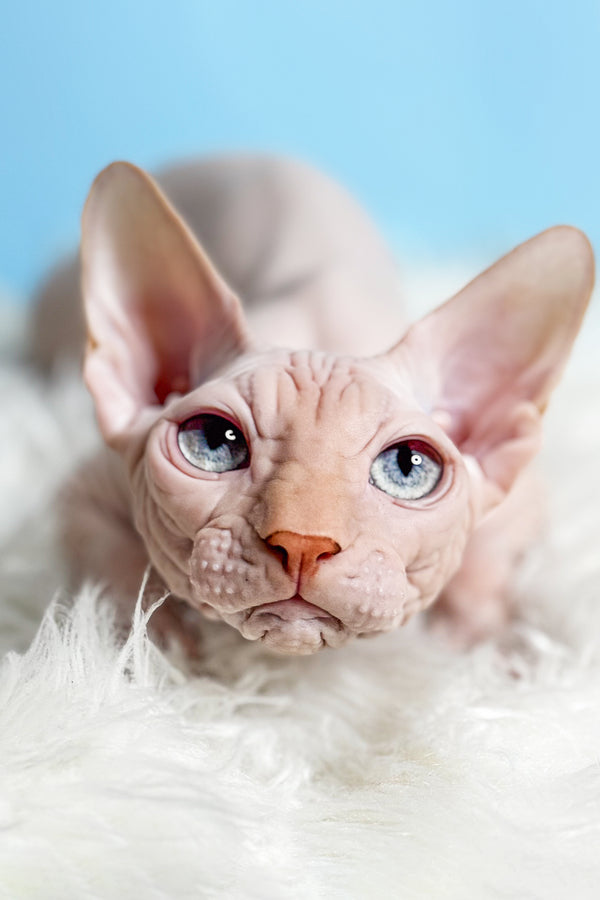 Ice Cream | Canadian Sphynx Kitten