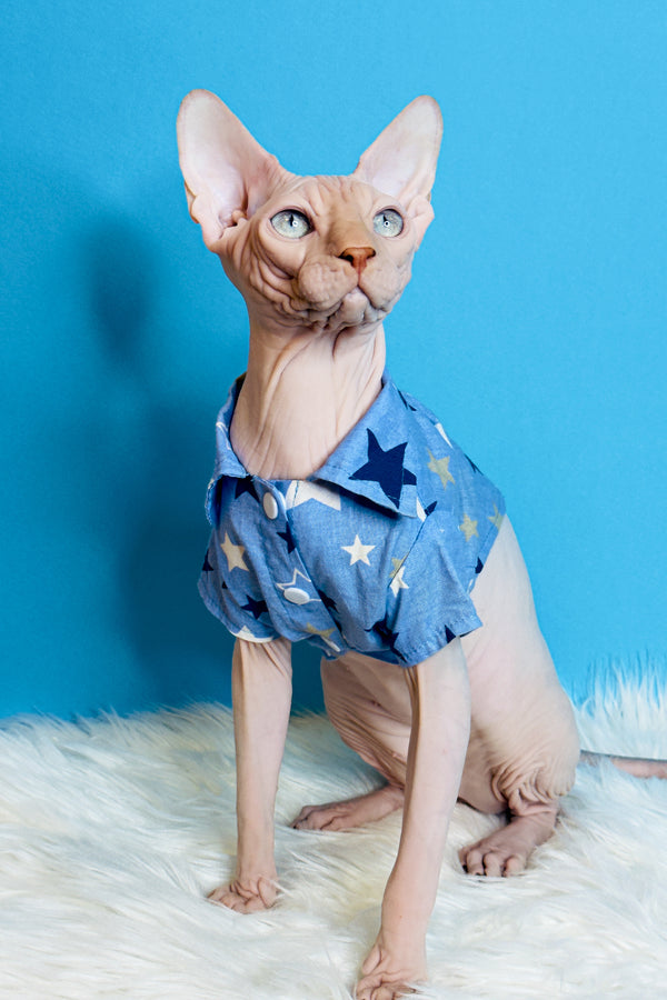 Ice Cream | Canadian Sphynx Kitten