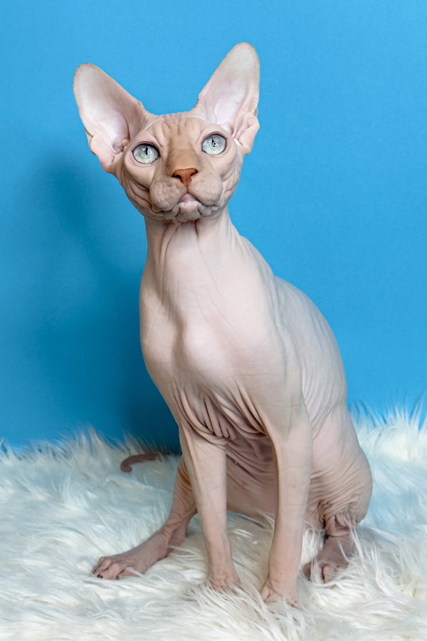 Ice Cream | Canadian Sphynx Kitten