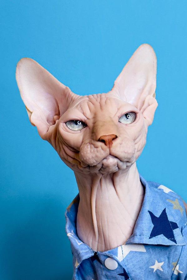 Ice Cream | Canadian Sphynx Kitten