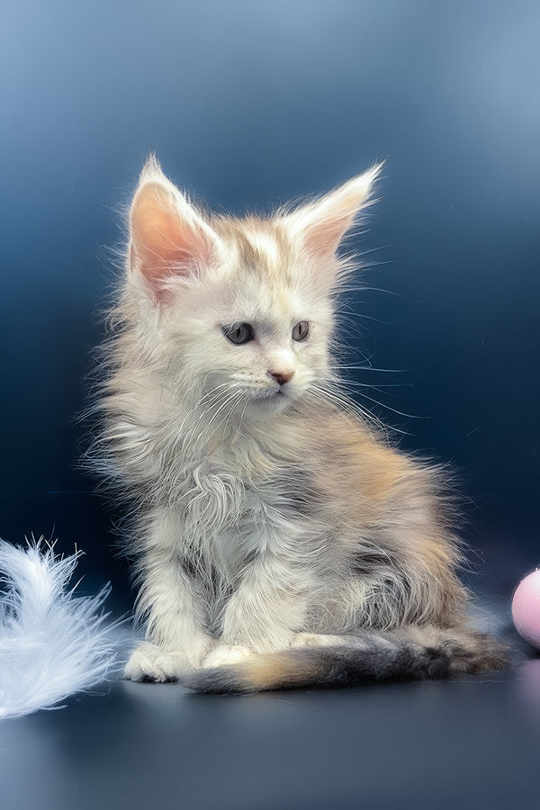 Ice | Maine Coon Kitten