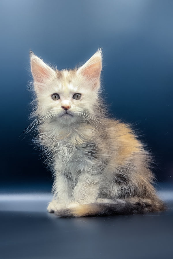 Ice | Maine Coon Kitten
