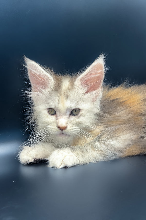 Ice | Maine Coon Kitten