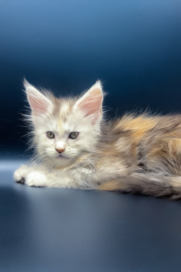 Ice | Maine Coon Kitten