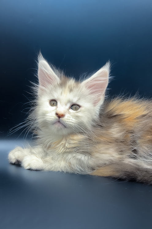 Ice | Maine Coon Kitten