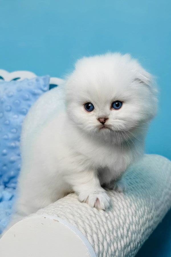 Icy | Scottish Fold Kitten