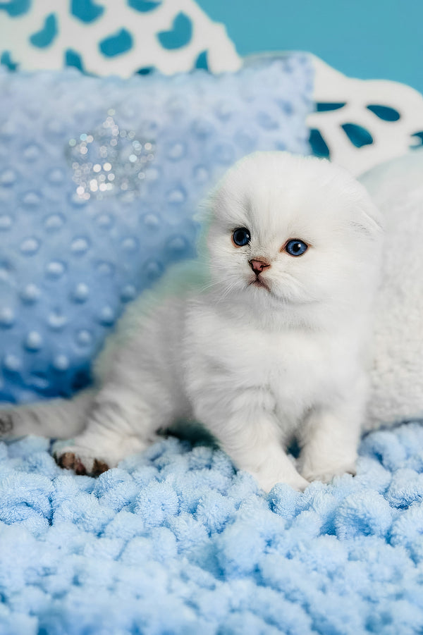 Icy | Scottish Fold Kitten