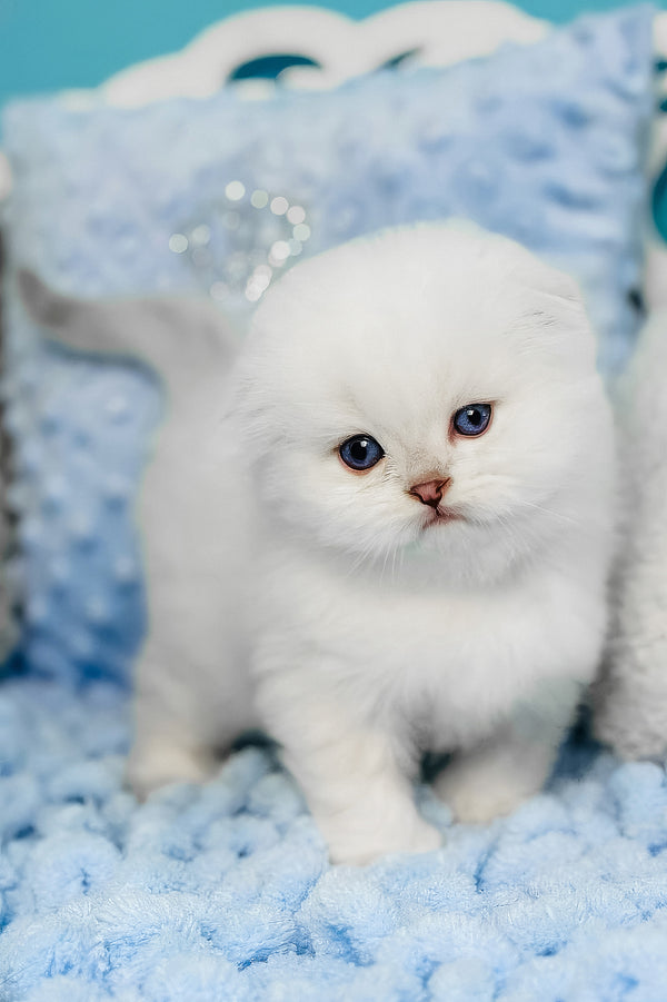 Icy | Scottish Fold Kitten