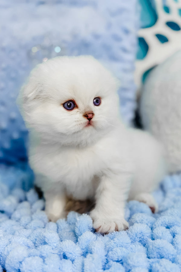 Icy | Scottish Fold Kitten