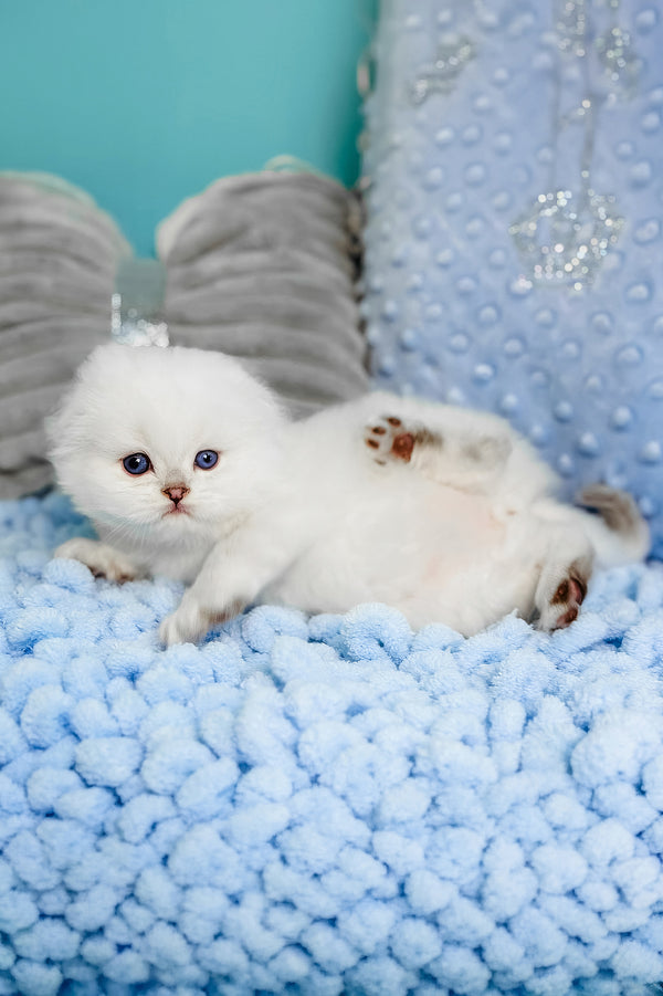 Icy | Scottish Fold Kitten