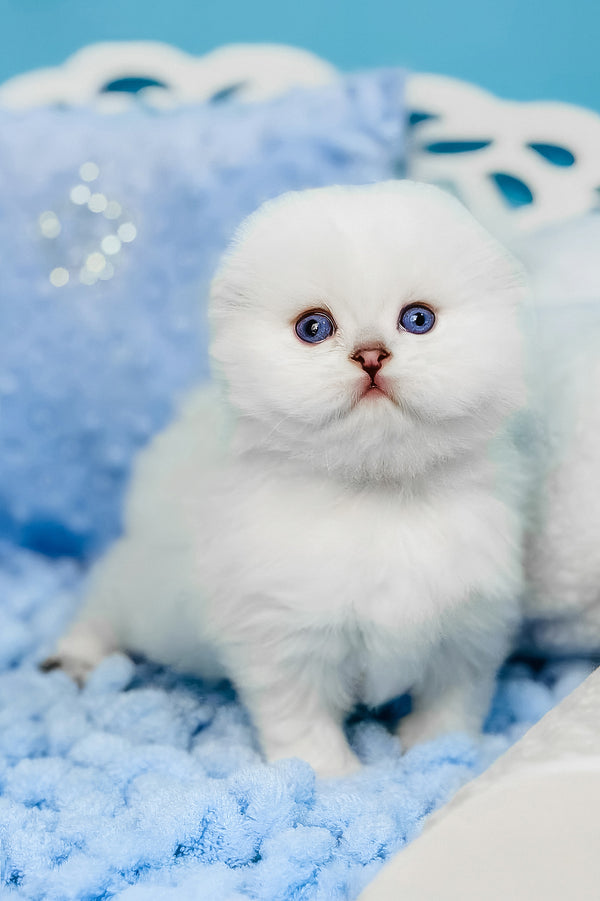 Icy | Scottish Fold Kitten
