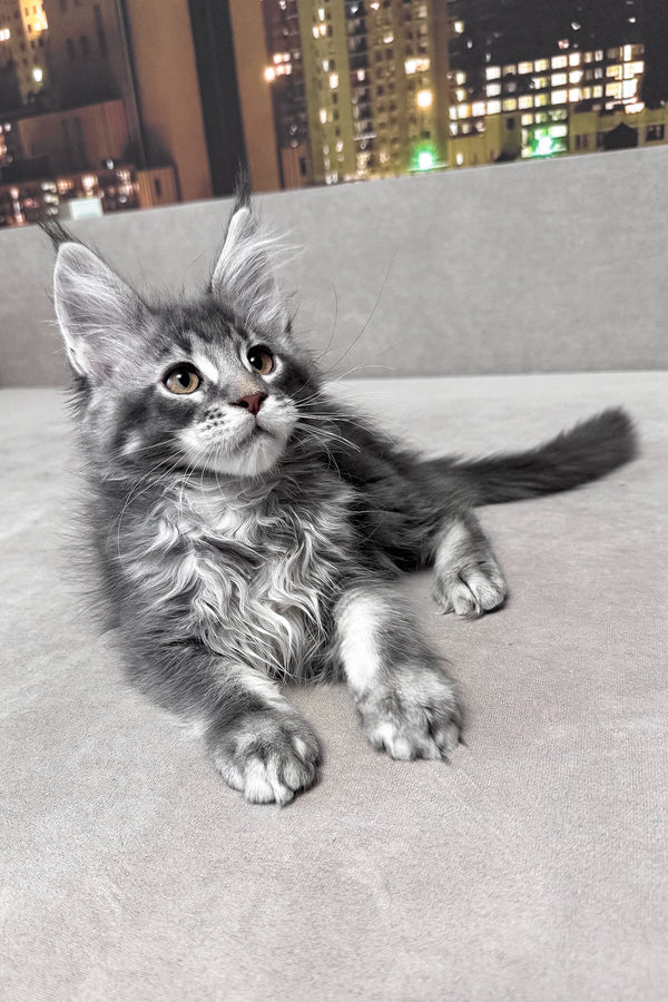 Ice | Maine Coon Kitten