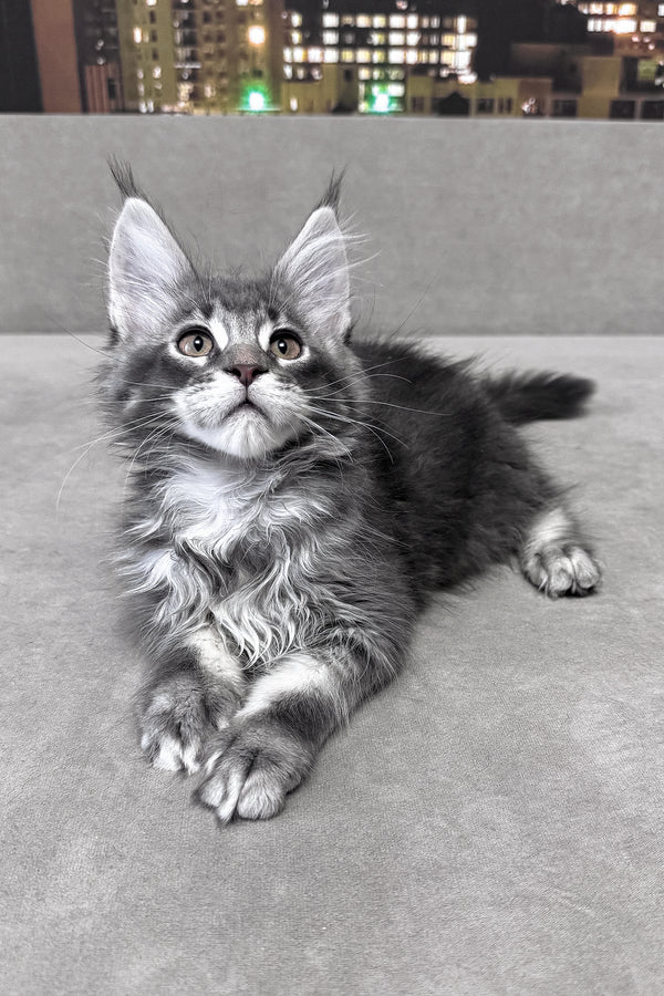 Ice | Maine Coon Kitten