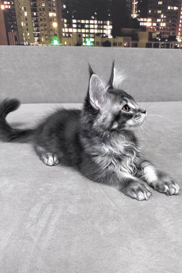 Ice | Maine Coon Kitten