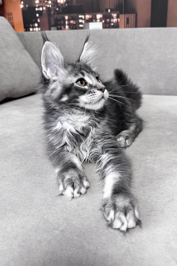Ice | Maine Coon Kitten