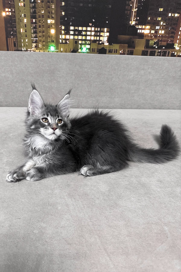 Ice | Maine Coon Kitten