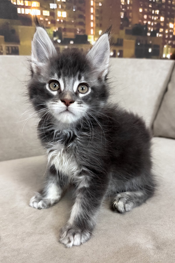 Ice | Maine Coon Kitten