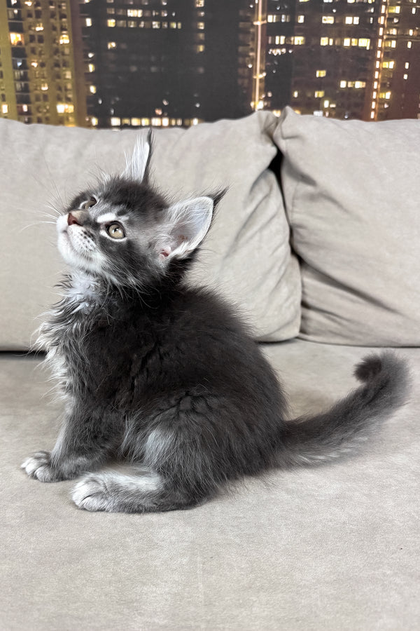 Ice | Maine Coon Kitten