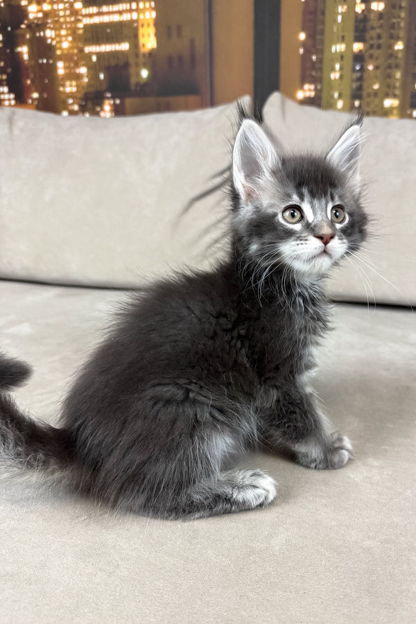 Ice | Maine Coon Kitten