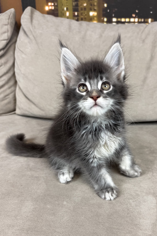 Ice | Maine Coon Kitten