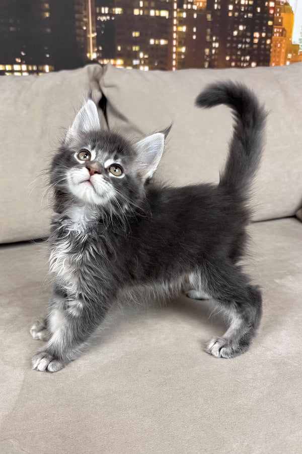 Ice | Maine Coon Kitten