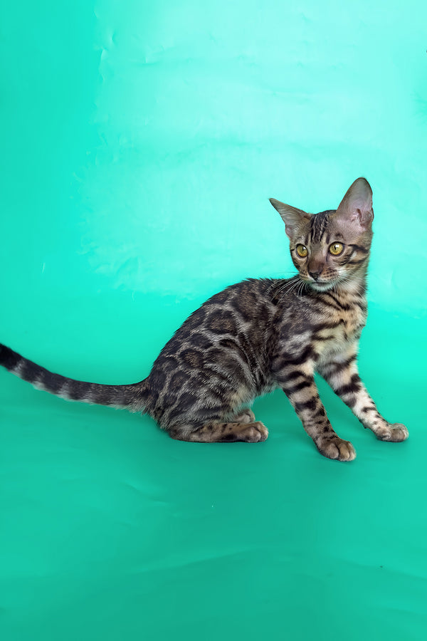 Ice | Bengal Kitten