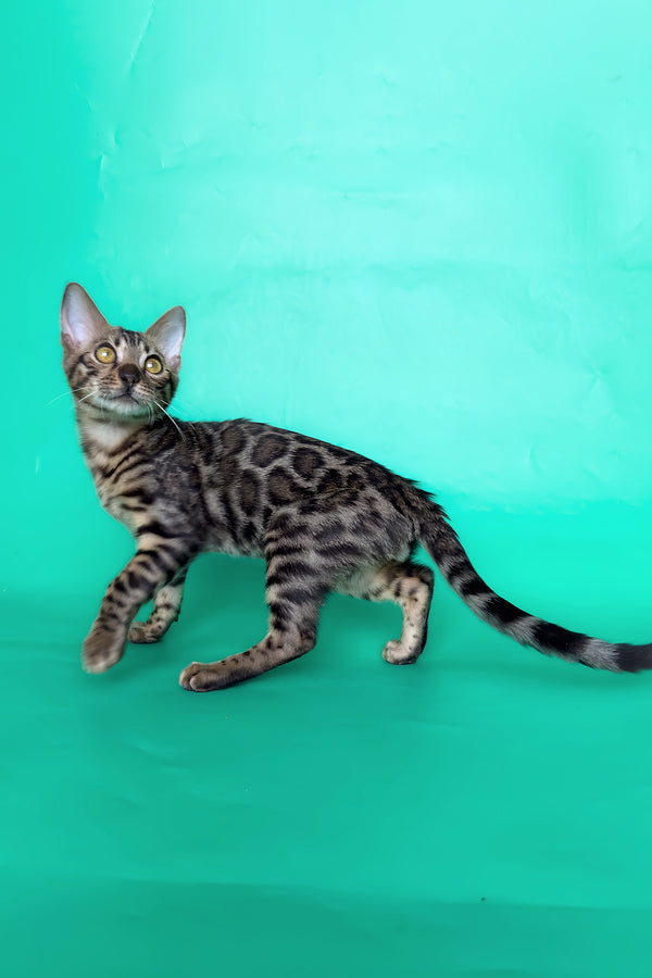 Ice | Bengal Kitten