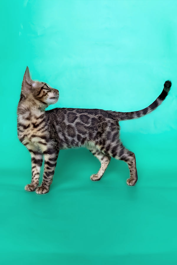 Ice | Bengal Kitten