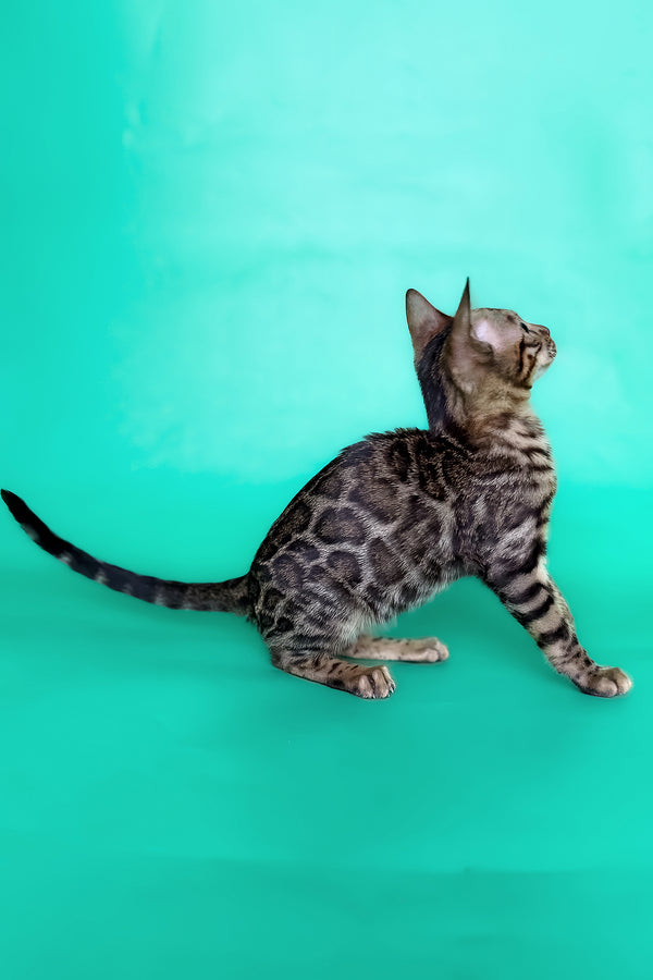 Ice | Bengal Kitten