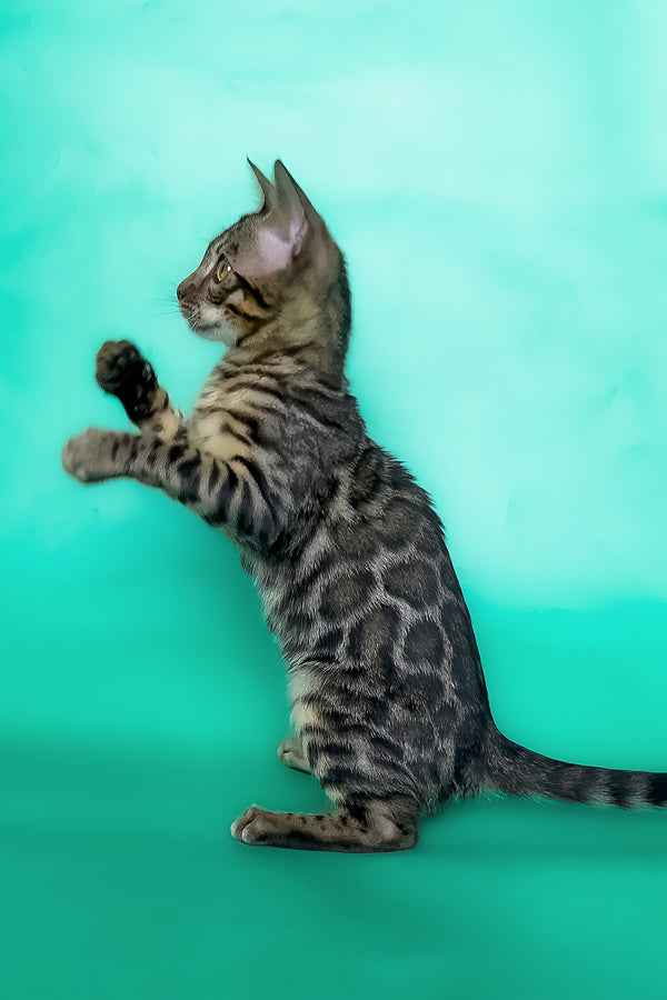Ice | Bengal Kitten