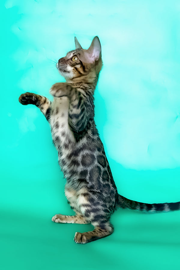 Ice | Bengal Kitten