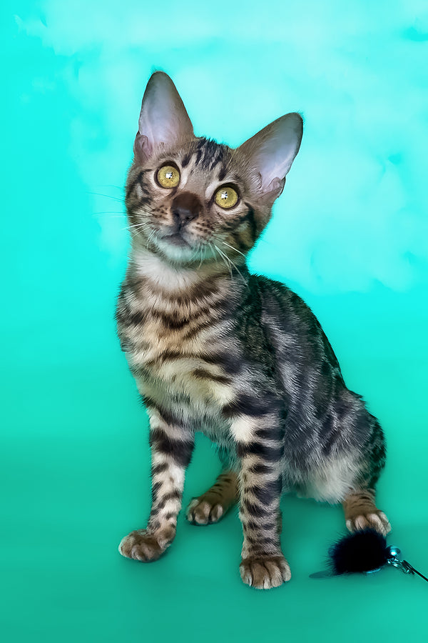 Ice | Bengal Kitten