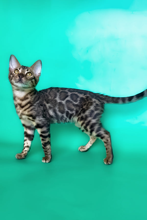 Ice | Bengal Kitten