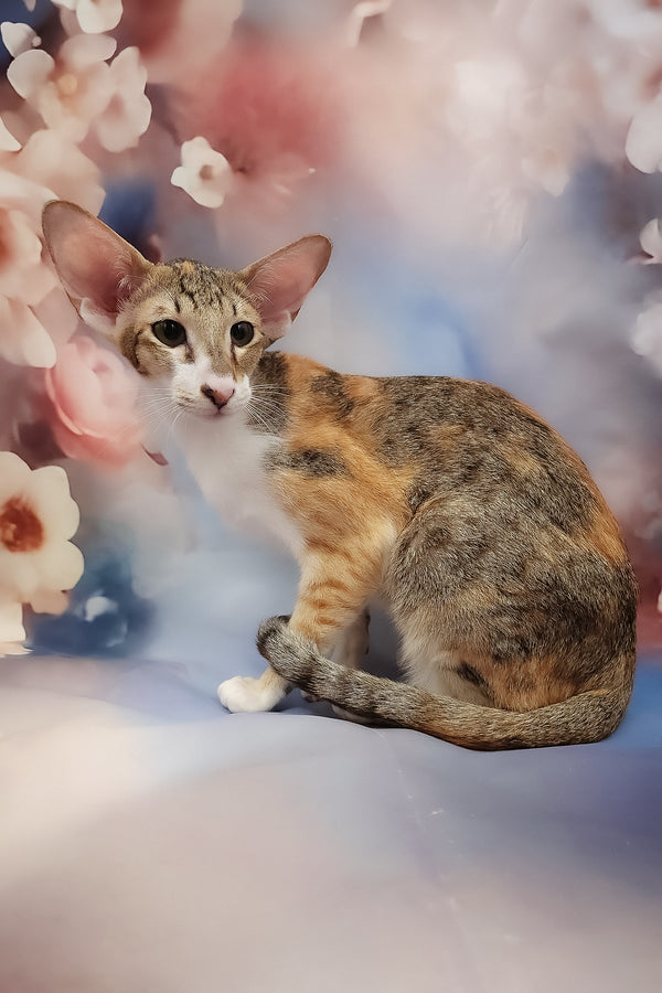 Idelia | Oriental Shorthair Kitten