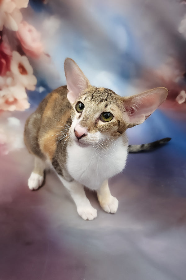 Idelia | Oriental Shorthair Kitten