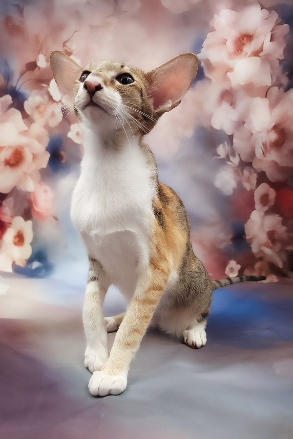 Idelia | Oriental Shorthair Kitten