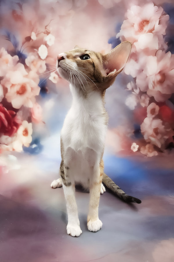 Idelia | Oriental Shorthair Kitten